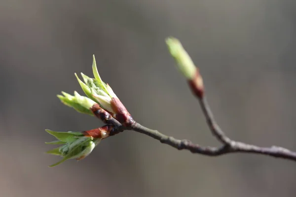 In the spring, the buds of the plants blossomed. Young leaves appeared on plants in the forest.