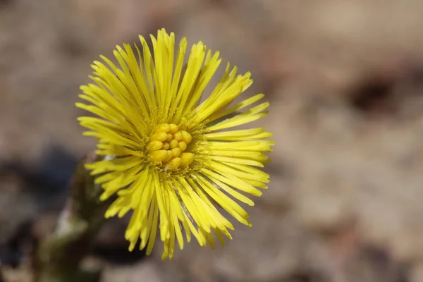 Fiore Giallo Madre Matrigna Fiori Fiorirono Nella Foresta Primavera Fiori — Foto Stock