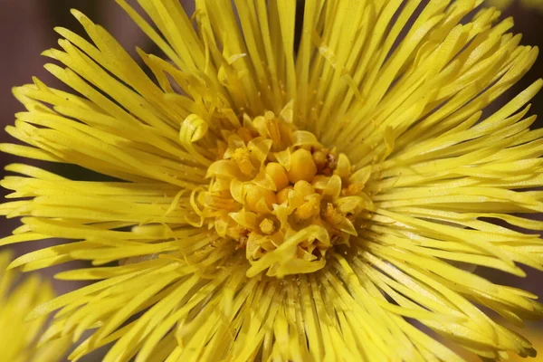 Gelbe Blumenmutter Und Stiefmutter Frühling Blühten Wald Blumen Die Blüten — Stockfoto