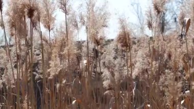 Rüzgar uzun kuru otları sallıyor. Video.