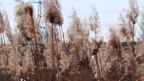 Wiatr Kołysze Wysoką Suchą Trawę Filmik — Wideo stockowe
