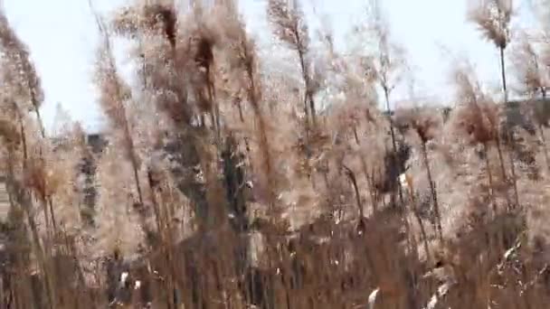 Wind Sways Tall Dry Grass Back You Can See Freight — Stock Video