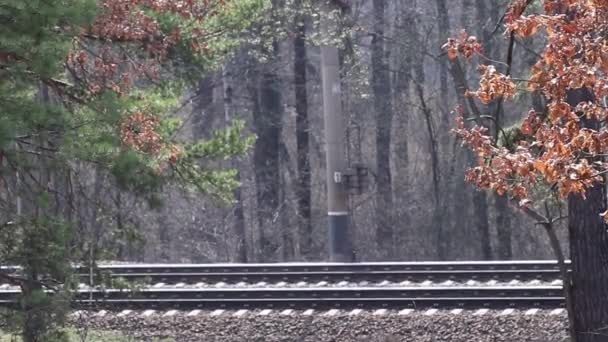 Comboio Que Passa Pela Floresta Por Férrea — Vídeo de Stock