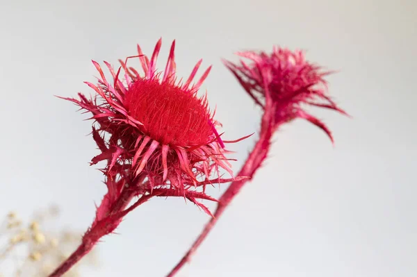 Beautiful dry flowers on a light background. Dry plants.