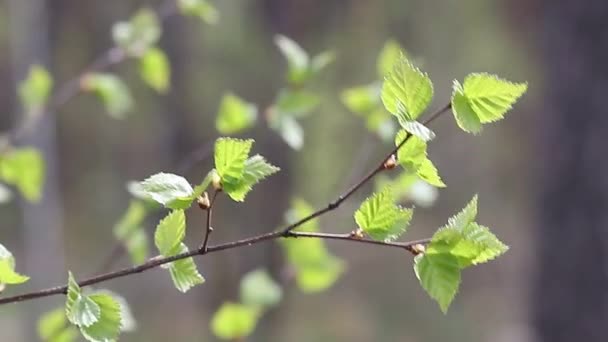 Birch Branch Blown Wind Forest Video — Stock Video