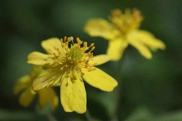 Жовті Лісові Квіти Розквітли Навесні — стокове фото