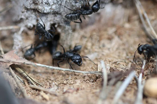 森の大アリが巣穴の近くに — ストック写真