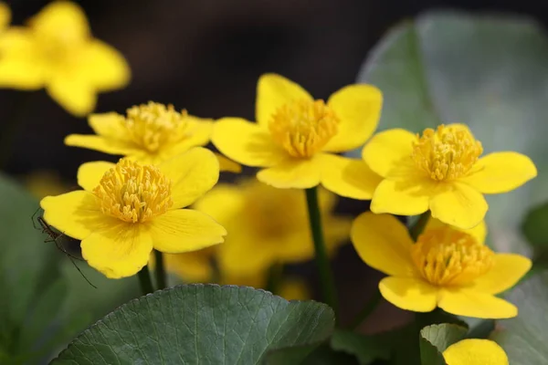 Araignée Sur Une Fleur Jaune Fleurs Forêt Jaune Fleuries Printemps — Photo