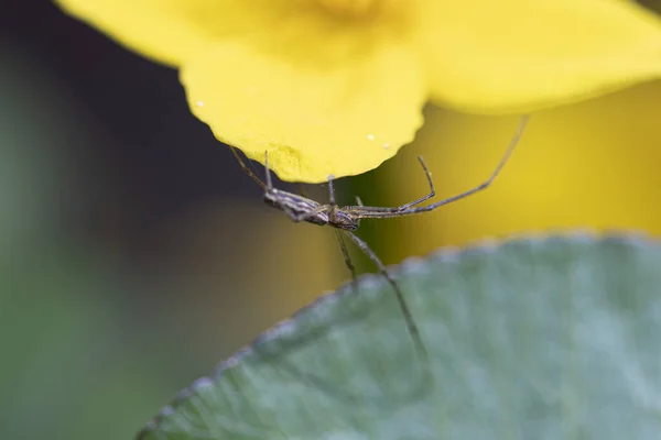 Павук Жовтій Квітці Жовті Лісові Квіти Розквітли Навесні — стокове фото