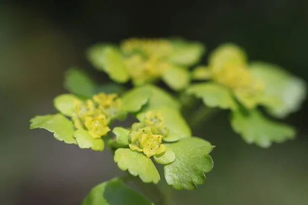 Jaune Vert Belle Plante Dans Forêt — Photo