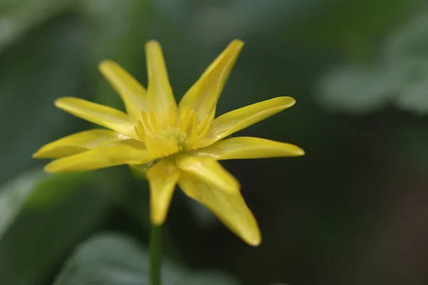 Flores Del Bosque Amarillo Florecieron Primavera — Foto de Stock