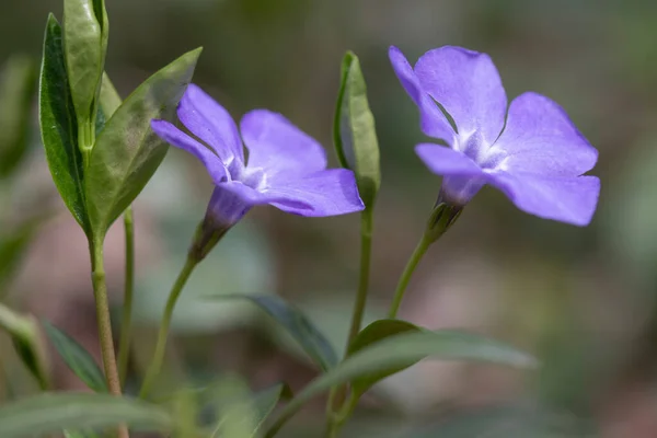 Blomningen Blommade Våren Skogen Vårblomma Persilja — Stockfoto