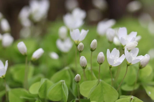 Nella Foresta Trifoglio Fiorito Con Fiori Bianchi Trifoglio Della Foresta — Foto Stock