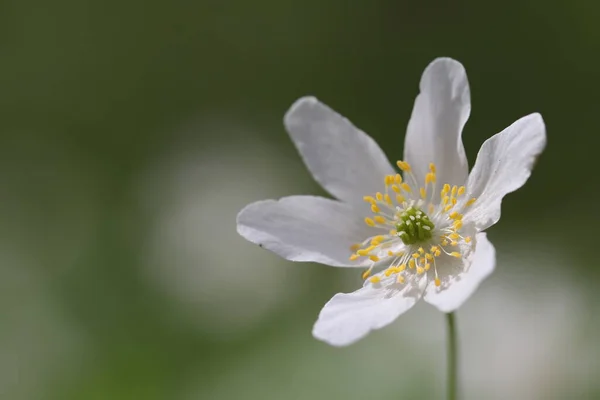 Witte Prachtige Bos Bloemen Groeien Het Voorjaar Het Bos — Stockfoto