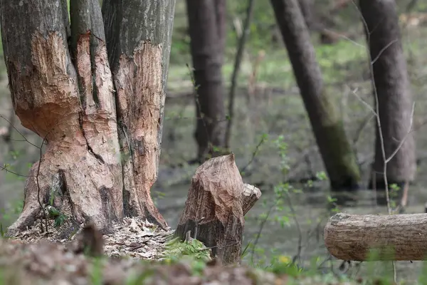Des Castors Dans Marécage Forêt Abattent Des Arbres Pour Construction — Photo