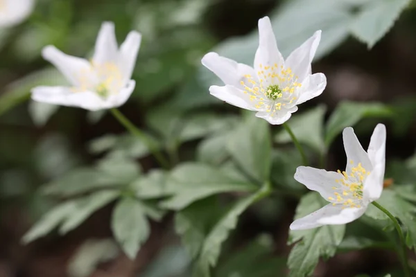 Flores Blancas Del Bosque Que Crecen Primavera Bosque —  Fotos de Stock