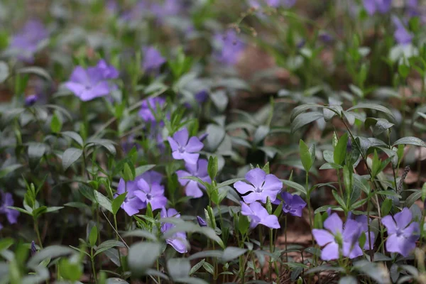 Duży Las Polana Pięknych Niebieskich Periwinkle Kwiaty Rezerwacie — Zdjęcie stockowe