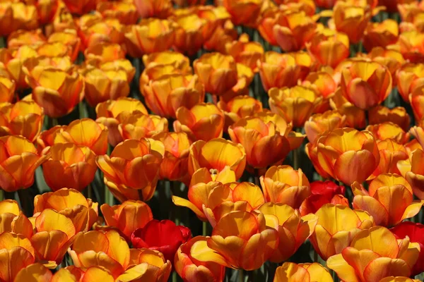 Beautiful multicolored tulip flowers bloomed in spring and give joy with their beauty.