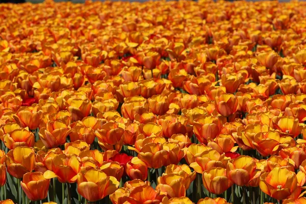 Beautiful multicolored tulip flowers bloomed in spring and give joy with their beauty.