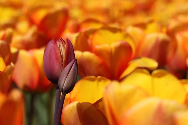 Krásné Pestrobarevné Tulipánové Květy Kvetly Jaře Dávají Radost Svou Krásou — Stock fotografie