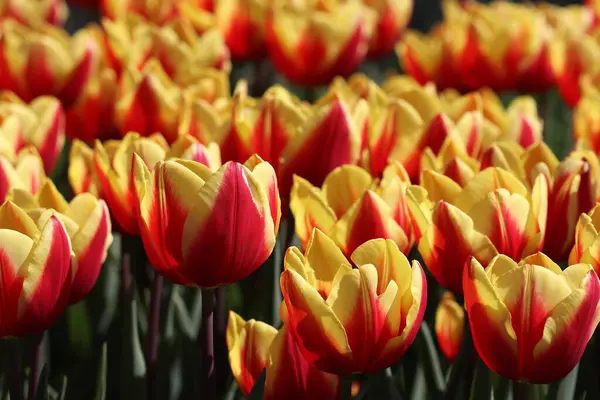 美丽的五彩缤纷的郁金香在春天盛开 美丽的郁金香给人欢乐 — 图库照片