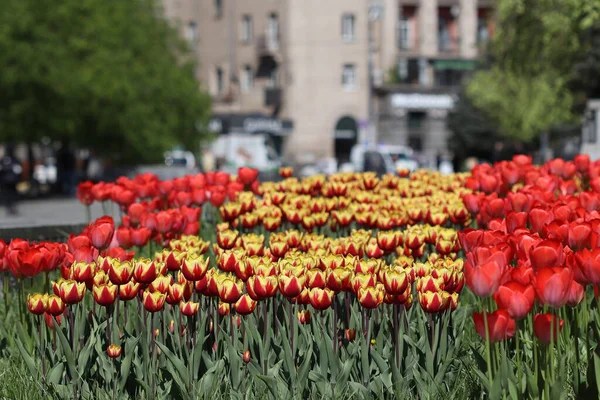 Schöne Bunte Tulpenblumen Blühten Frühling Und Erfreuen Mit Ihrer Schönheit — Stockfoto