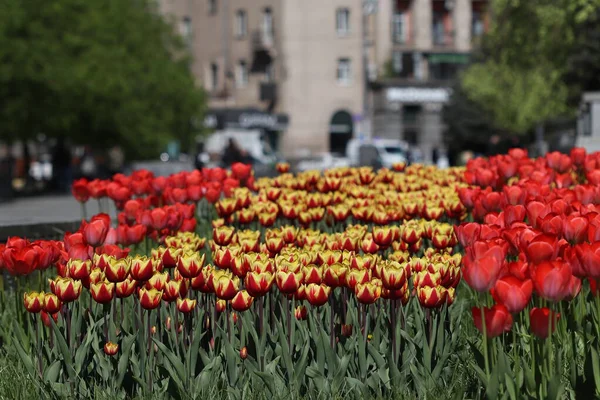 Lindas Flores Tulipa Multicoloridas Floresceram Primavera Dão Alegria Com Sua — Fotografia de Stock