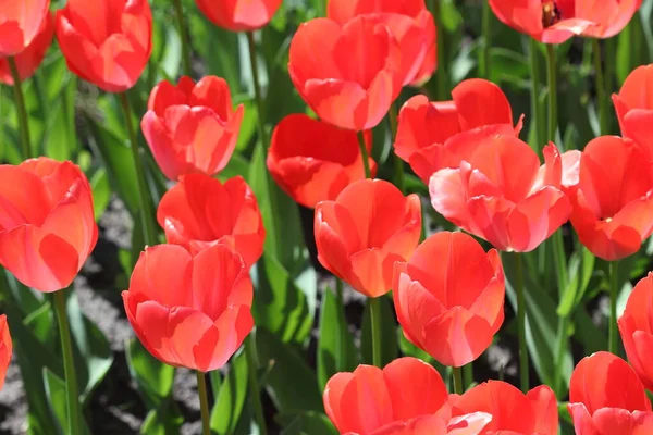 Bellissimi Fiori Tulipano Multicolore Sbocciati Primavera Regalano Gioia Con Loro — Foto Stock