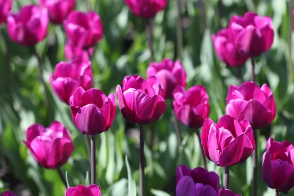 Bellissimi Fiori Tulipano Multicolore Sbocciati Primavera Regalano Gioia Con Loro — Foto Stock