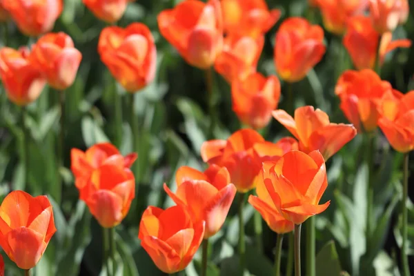 Beautiful multicolored tulip flowers bloomed in spring and give joy with their beauty.