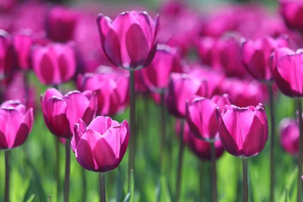 Beautiful multicolored tulip flowers bloomed in spring and give joy with their beauty.