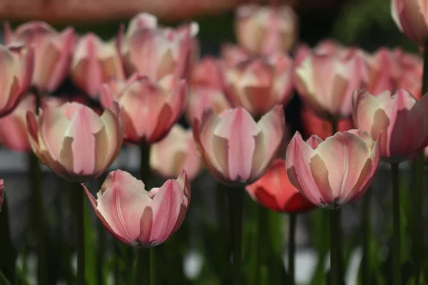 Hermosas Flores Tulipán Multicolores Florecieron Primavera Dan Alegría Con Belleza —  Fotos de Stock