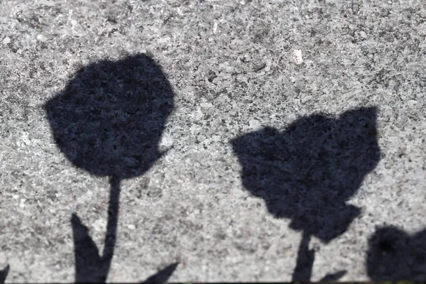 Тінь Тюльпанів Гранітній Плиті Сонячний День — стокове фото