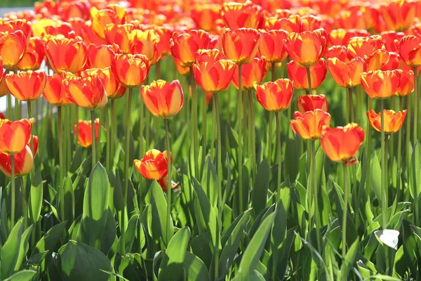 Прекрасные Разноцветные Цветы Тюльпана Расцвели Весной Радовали Своей Красотой — стоковое фото