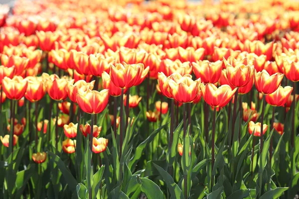 Krásné Pestrobarevné Tulipánové Květy Kvetly Jaře Dávají Radost Svou Krásou — Stock fotografie