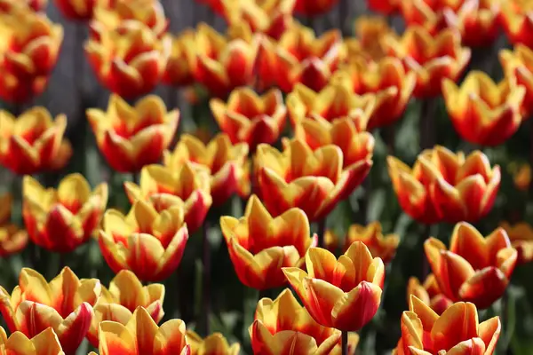 美丽的五彩缤纷的郁金香在春天盛开 美丽的郁金香给人欢乐 — 图库照片