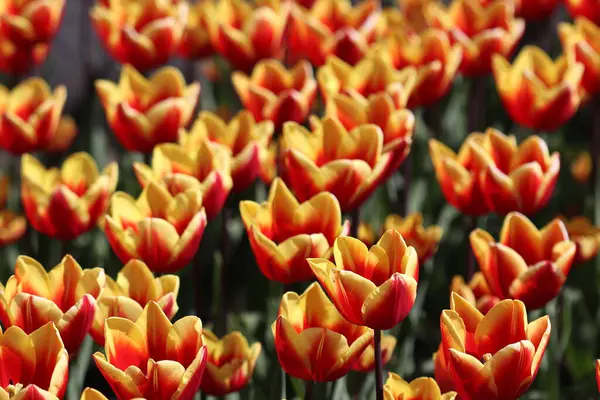 Beautiful Multicolored Tulip Flowers Bloomed Spring Give Joy Beauty — Stock Photo, Image