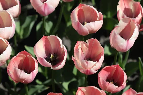 Mooie Veelkleurige Tulp Bloemen Bloeide Het Voorjaar Geven Vreugde Met — Stockfoto