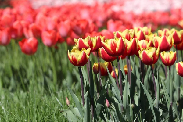 Прекрасные Разноцветные Цветы Тюльпана Расцвели Весной Радовали Своей Красотой — стоковое фото
