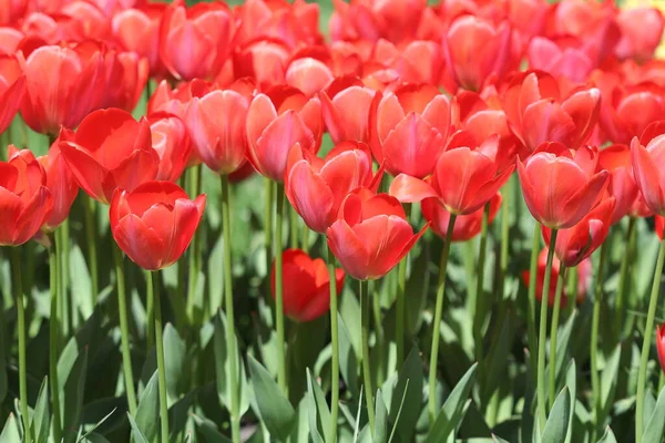 Beautiful multicolored tulip flowers bloomed in spring and give joy with their beauty.