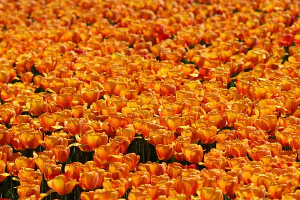 Vackra Flerfärgade Tulpanblommor Blommade Våren Och Ger Glädje Med Sin — Stockfoto