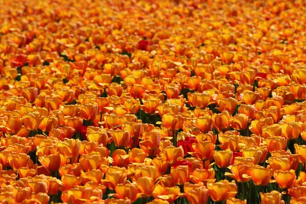 Vackra Flerfärgade Tulpanblommor Blommade Våren Och Ger Glädje Med Sin — Stockfoto