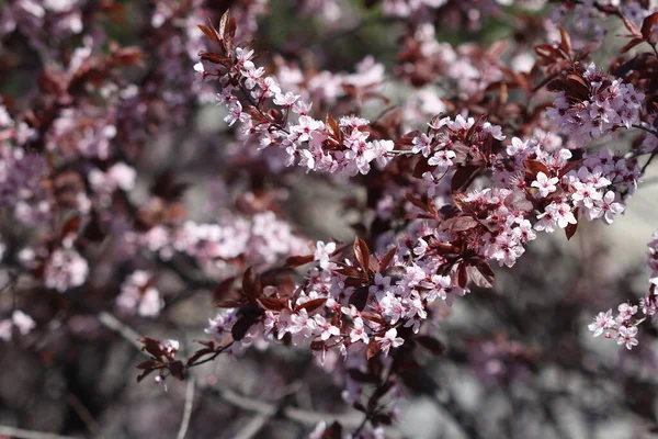 Primavera Cerezo Floreció Con Hermosas Flores Color Blanco Rosa Todas — Foto de Stock