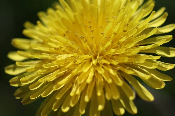 Gyönyörű Sárga Pitypang Virágok Virágoztak Tavasszal — Stock Fotó