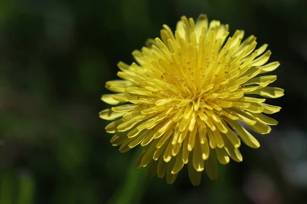 Gyönyörű Sárga Pitypang Virágok Virágoztak Tavasszal — Stock Fotó