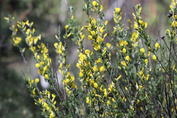 Жовті Квіти Розквітли Гілках Кущів Навесні Лісі Сонячний День — стокове фото