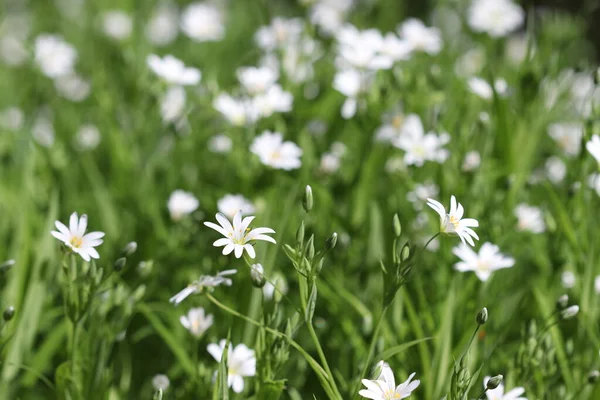 White Wildflowers Bloomed Spring Forest Sunny Day — Stock Photo, Image