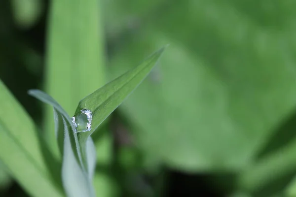Dew Drop Two Green Blades Grass Forest Sunny Day — Stock Photo, Image