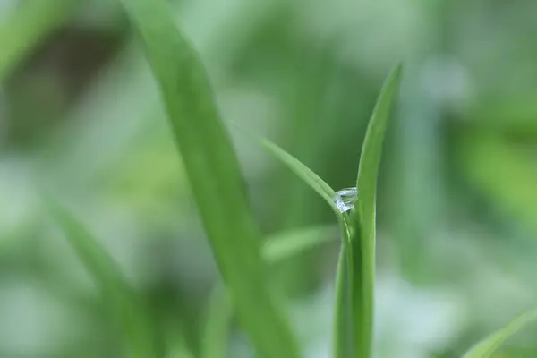 Goutte Rosée Entre Deux Brins Verts Herbe Dans Forêt Journée — Photo