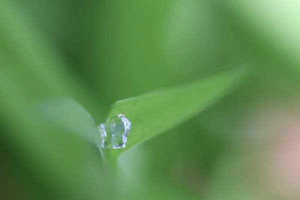 Goutte Rosée Entre Deux Brins Verts Herbe Dans Forêt Journée — Photo